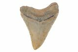 Fossil Megalodon Tooth - North Carolina #202203-1